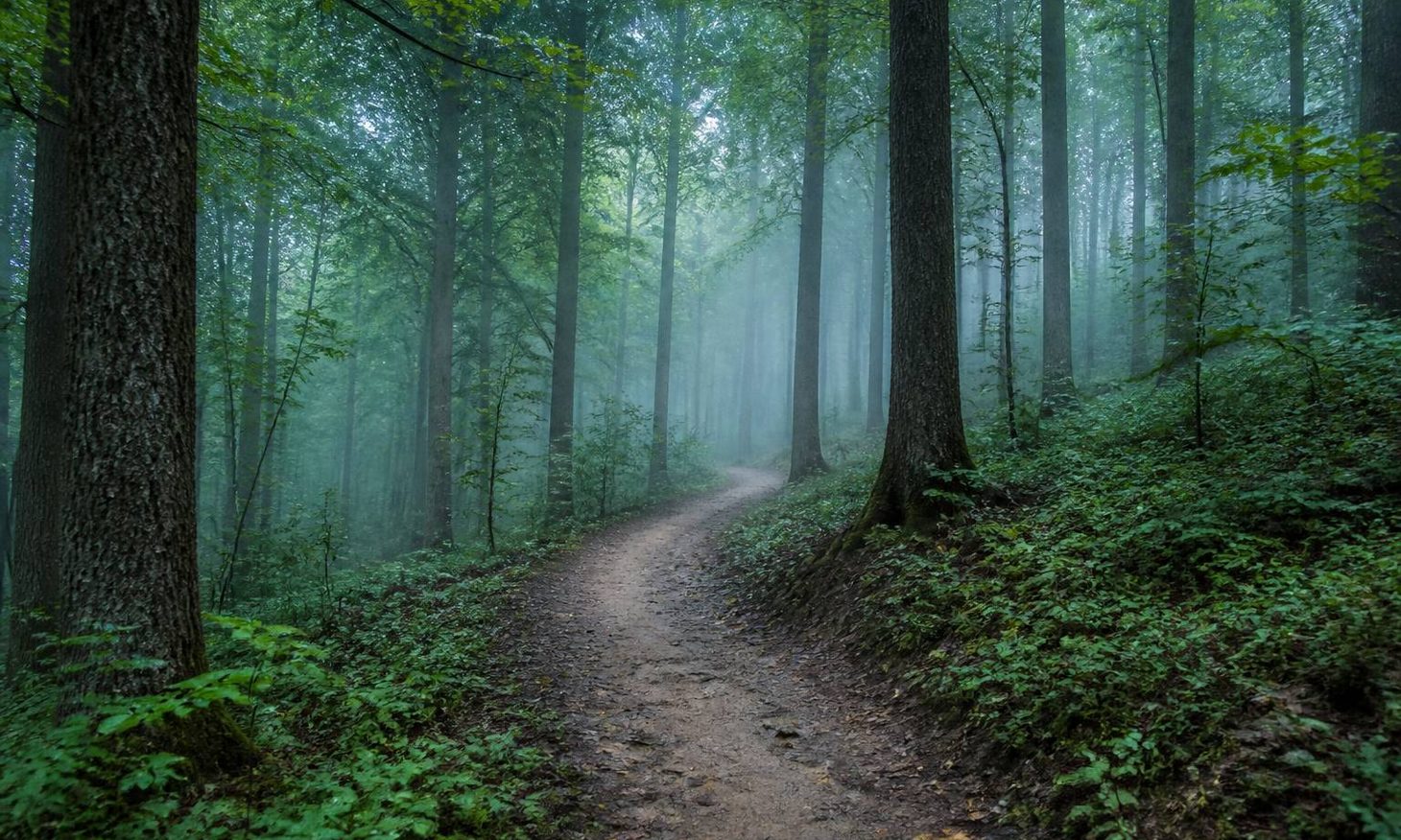 A footpath curving gently through a foggy hardwood forest in early morning light